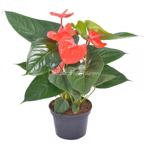 Anthurium Orange