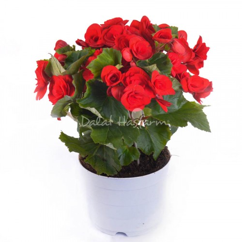 Begonia Red