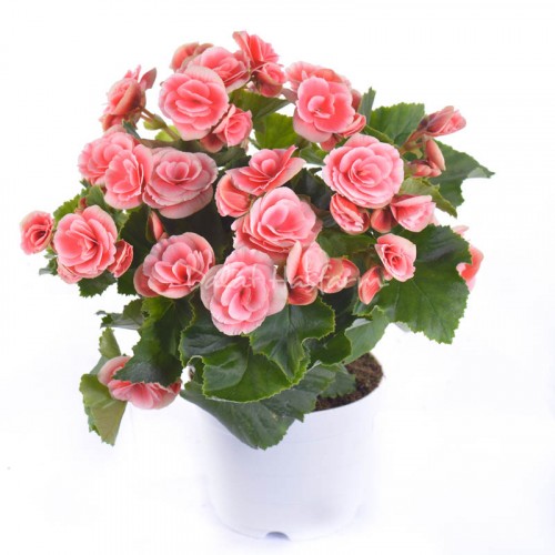 Begonia Bicolor Pink