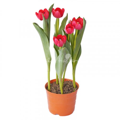 Tulip – Red