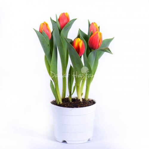 Tulip – Bicolor đỏ