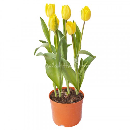 Tulip – Yellow