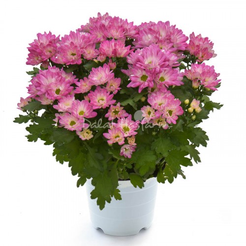 Chrysant Big - bicolor Pink white