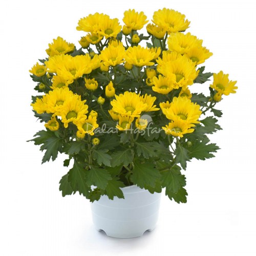 Chrysant Big - Yellow