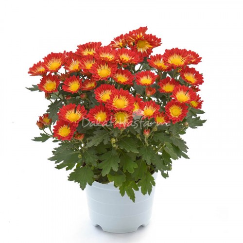Cúc lớn - Bicolor Đỏ cam