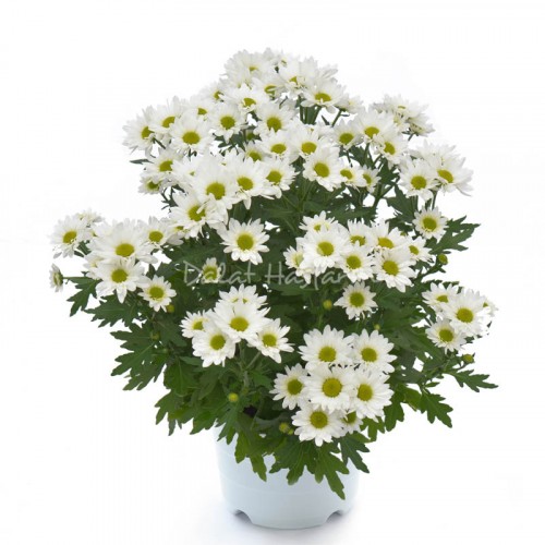 Chrysant Medium - White