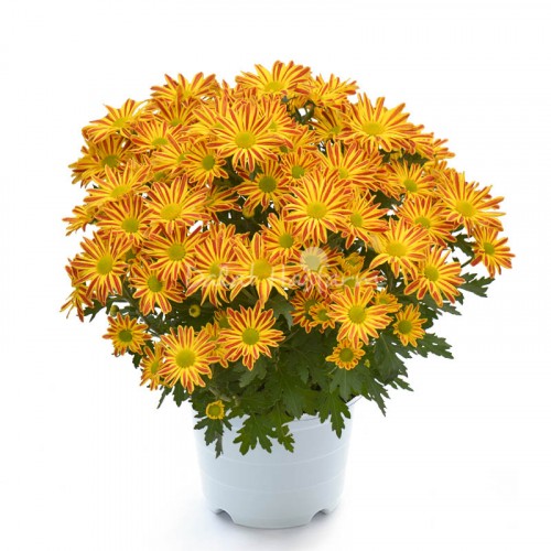 Chrysant Big - Yellow/Orange