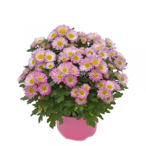 Chrysant Medium - Bicolor Pink