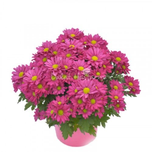 Chrysant Medium - Purple