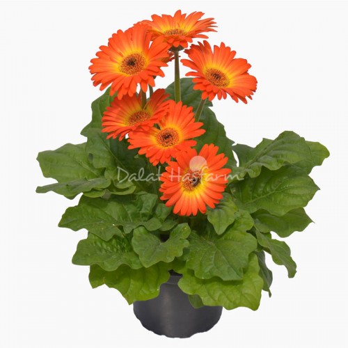 Gerbera - Bicolor