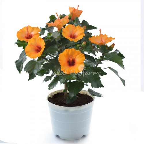 HibisQs Orange – Petit