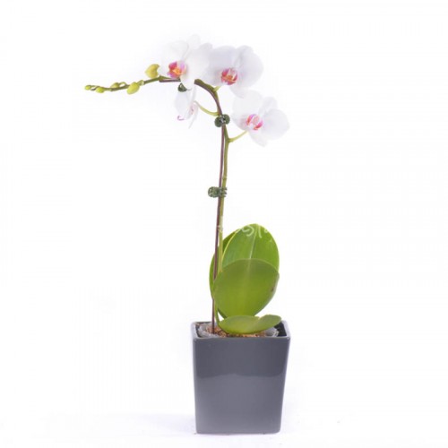 Phalaenopsis – White