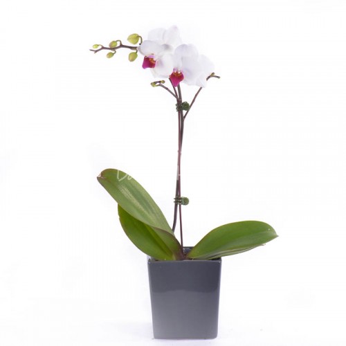 Phalaenopsis Mini