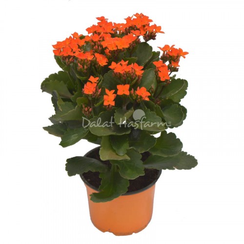 Kalanchoe - Single petal Orange