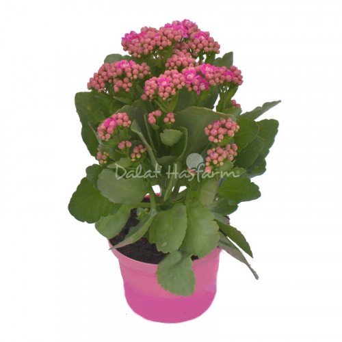 Kalanchoe - Double petal –Purple