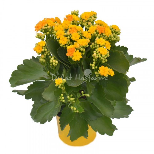 Kalanchoe - Double petal – Yellow