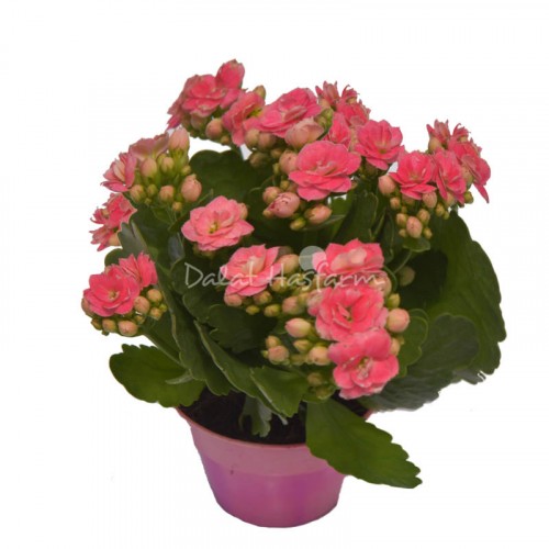 Kalanchoe - Double petal – Pink