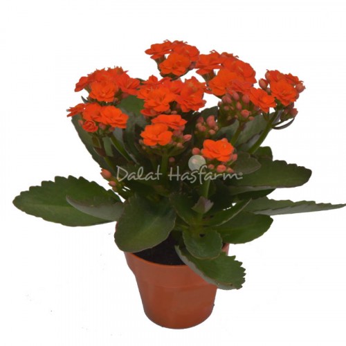 Kalanchoe - Double petal – Orange