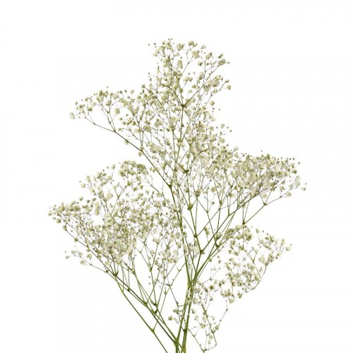 Gypsophila paniculata