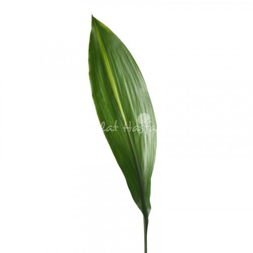 Aspidistra