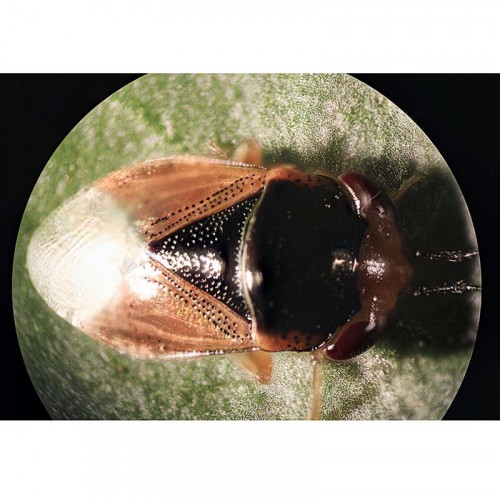 Bio-Pro Geocoris