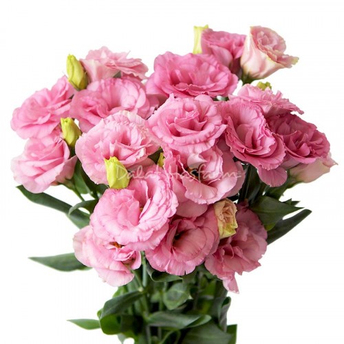Flare Rose Deep