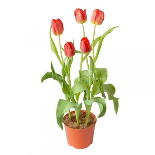 Tulip – Đỏ
