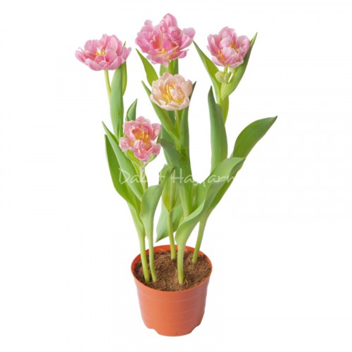 Tulip - Hồng