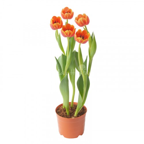 Tulip - Orange