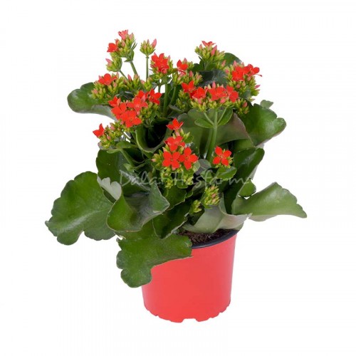 Kalanchoe - Single petal Red