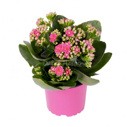 Kalanchoe - Double petal – Pink