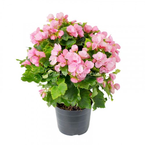 Begonia Light Pink