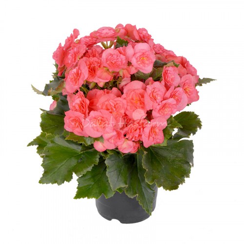 Begonia Pink