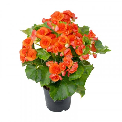 Begonia Orange