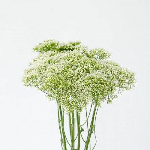 Trachelium Briba White