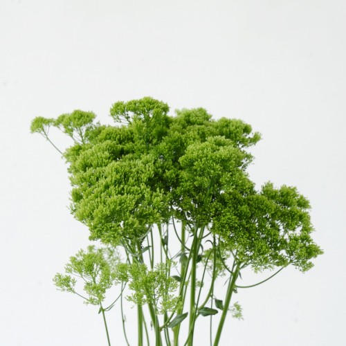Trachelium Briba Green