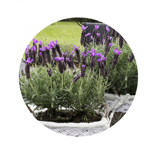 Lavandula Butterfly Garden®