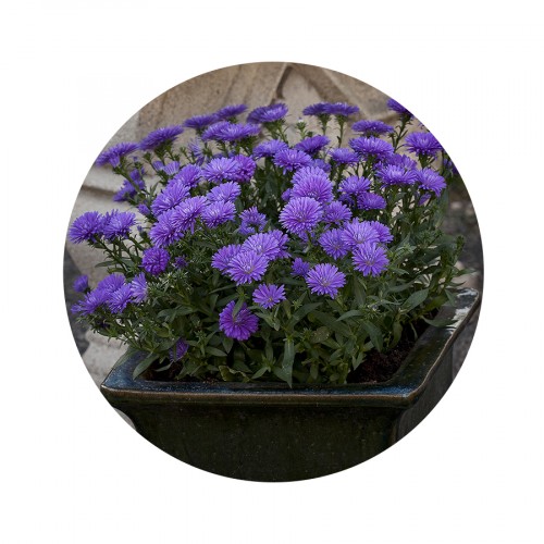 Queen® Regent Asters™