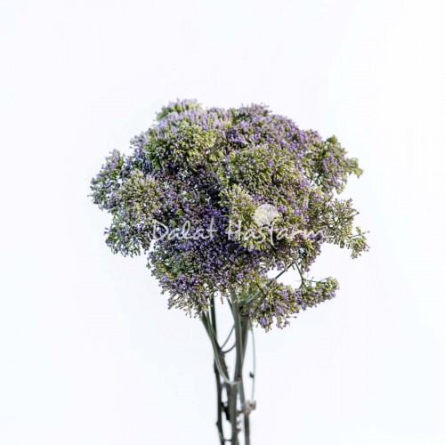 Trachelium Briba Blue