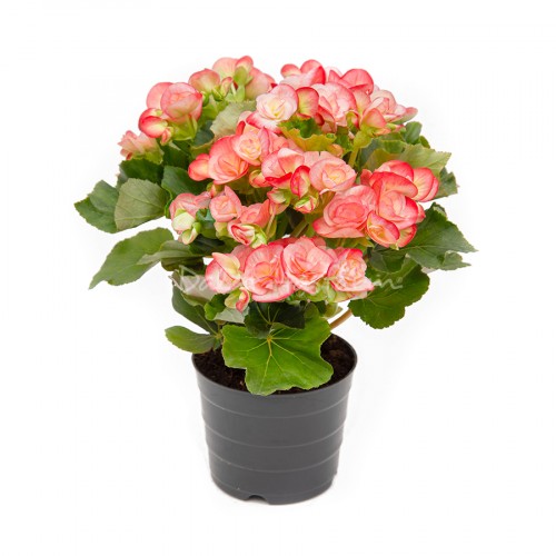 Begonia Bicolor Pink White