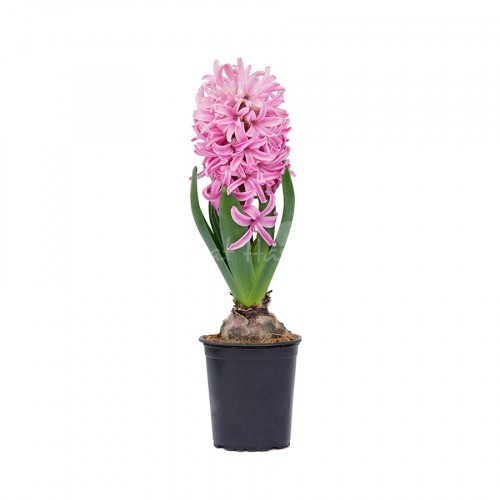 Hyacinth Pink