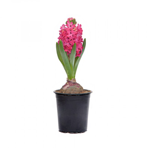 Hyacinth Red