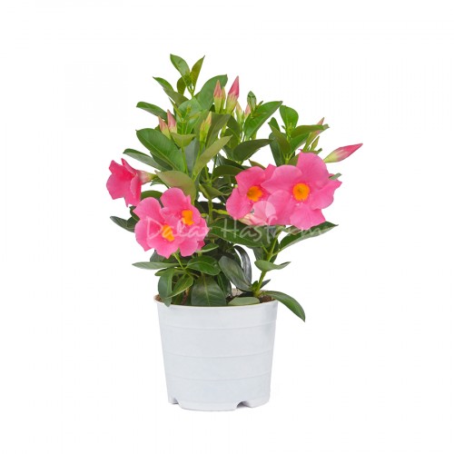 Mandevilla Pink