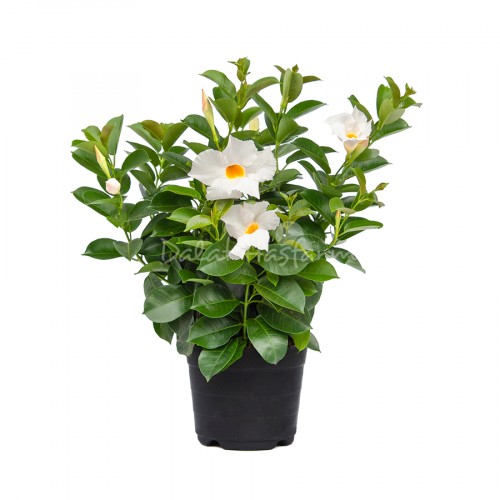 Mandevilla White