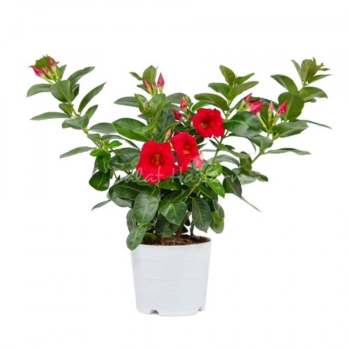 Mandevilla Red