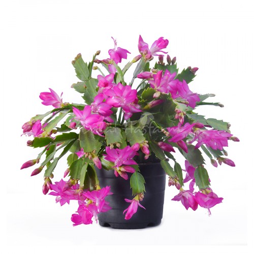 Schlumbergera – Dark Pink