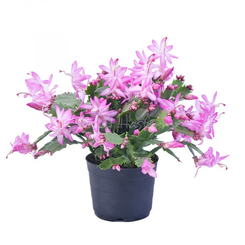 Schlumbergera – Light Pink