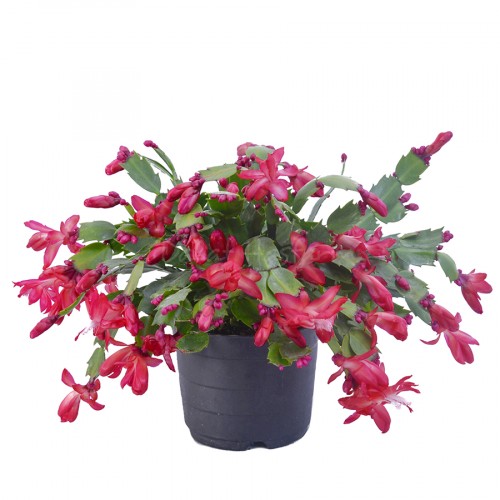 Schlumbergera – Red