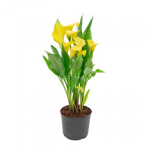 Calla Lily | Dalat Hasfarm®