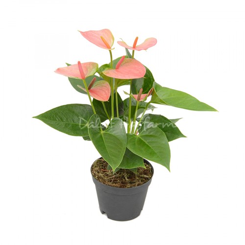 Anthurium Pink